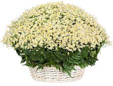 Цветочная композиция из Ромашки в корзине #REPLACE_PRED# Кяхулай